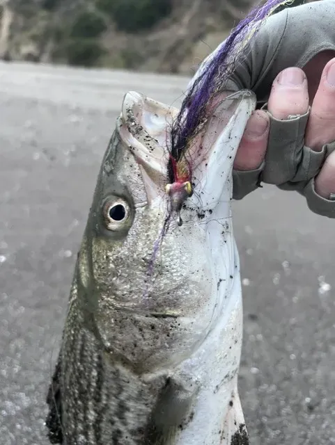 What Fish Can You Catch While Fly Fishing in San Francisco?