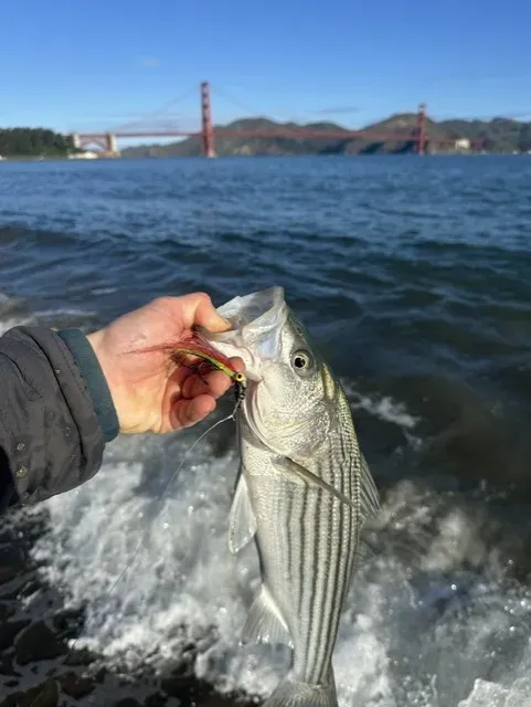 The Story Behind Strip Set Fly Fishing Adventures: Spencer Johnson & Mike Lawson