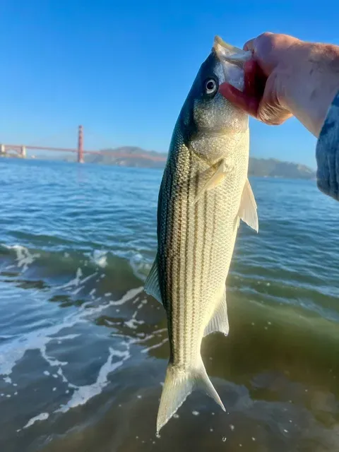 Fishing in the San Francisco Bay Area: A Complete Seasonal Guide to Local Opportunities