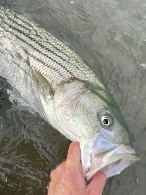 What to Expect on a San Francisco Shoreline Fly-Fishing Trip – From Meeting Up to the Final Cast
