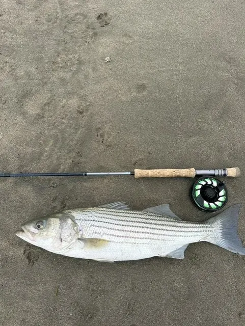 San Francisco Fly Fishing Trips: How to Choose the Right Guided Experience