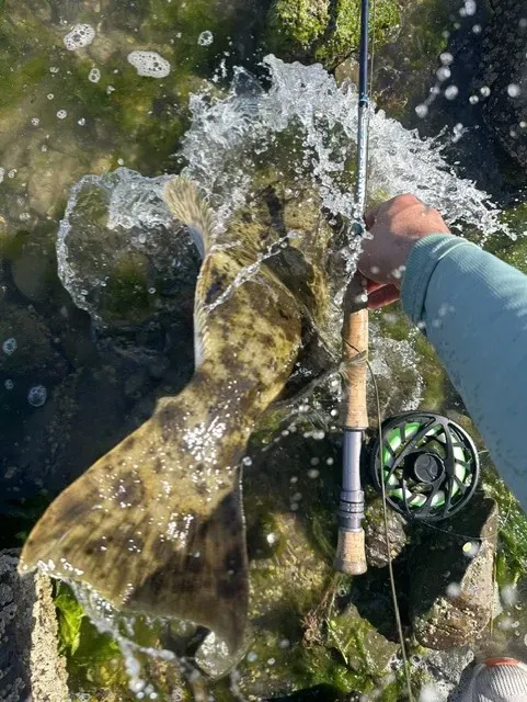 San Francisco Bay Fly Fishing: How Tides, Bait, and Conditions Affect Your Trip