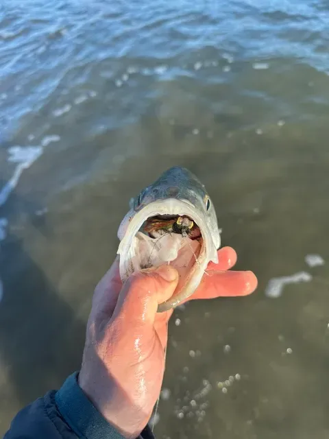 Best Fly Fishing in San Francisco – What to Know Before Your Trip